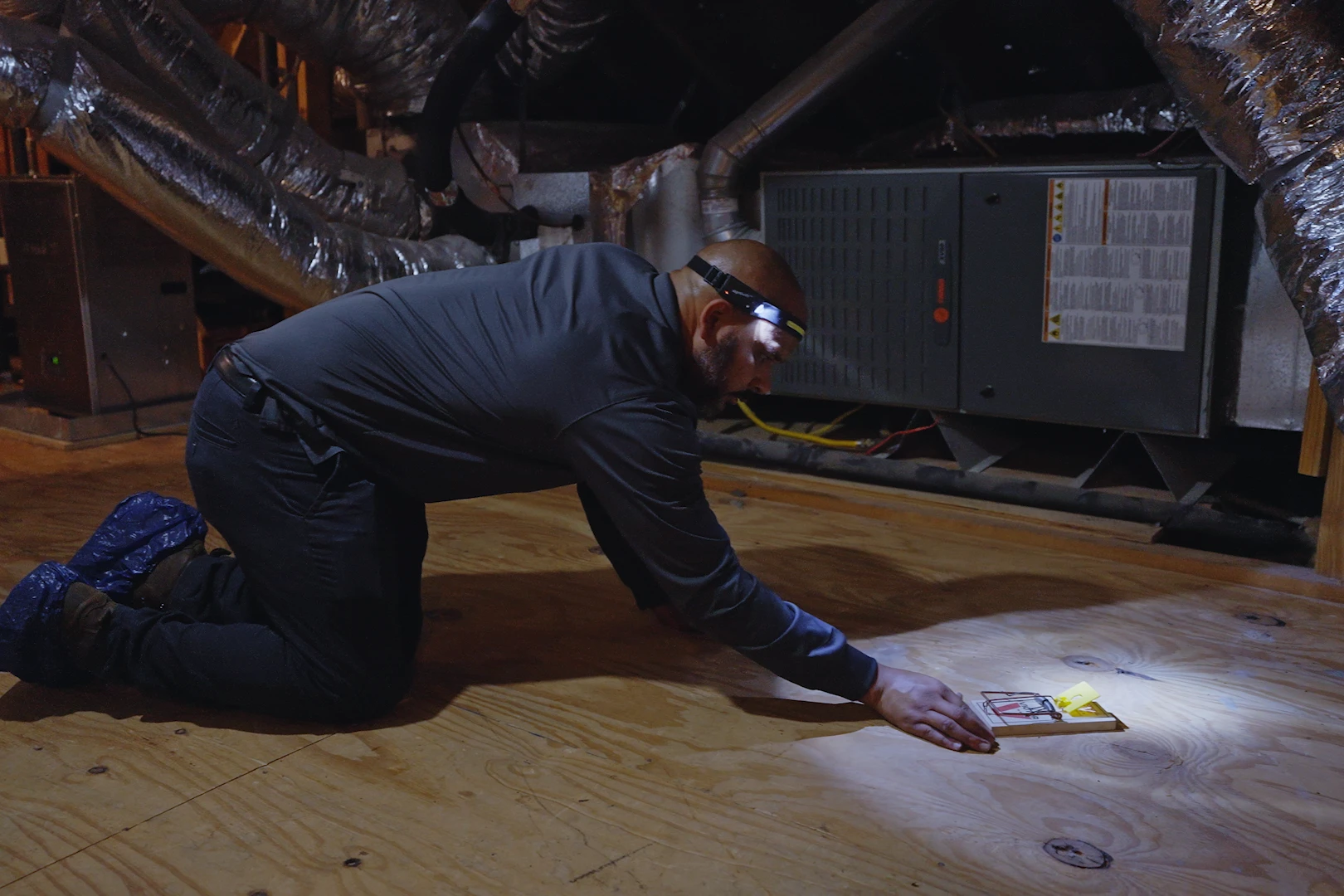Technician inspecting an attic with a headlamp and placing a trap