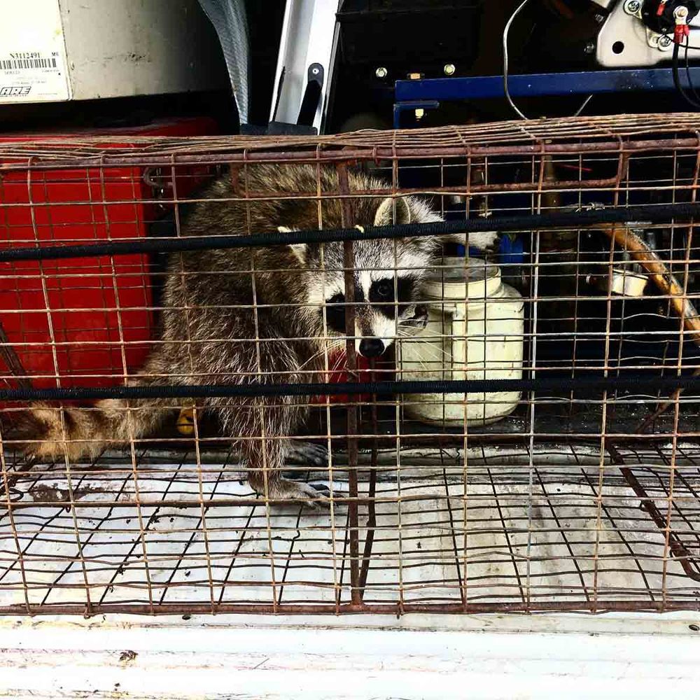 Raccoon in a live trap in the back of a service truck