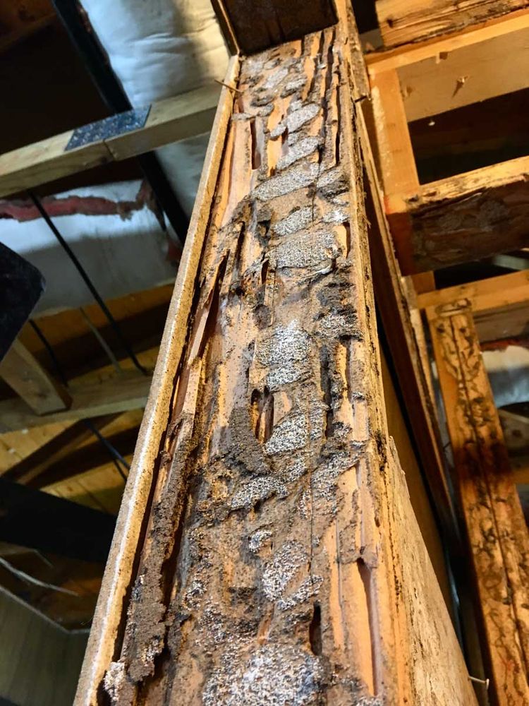Wooden beam hollowed out by termite damage